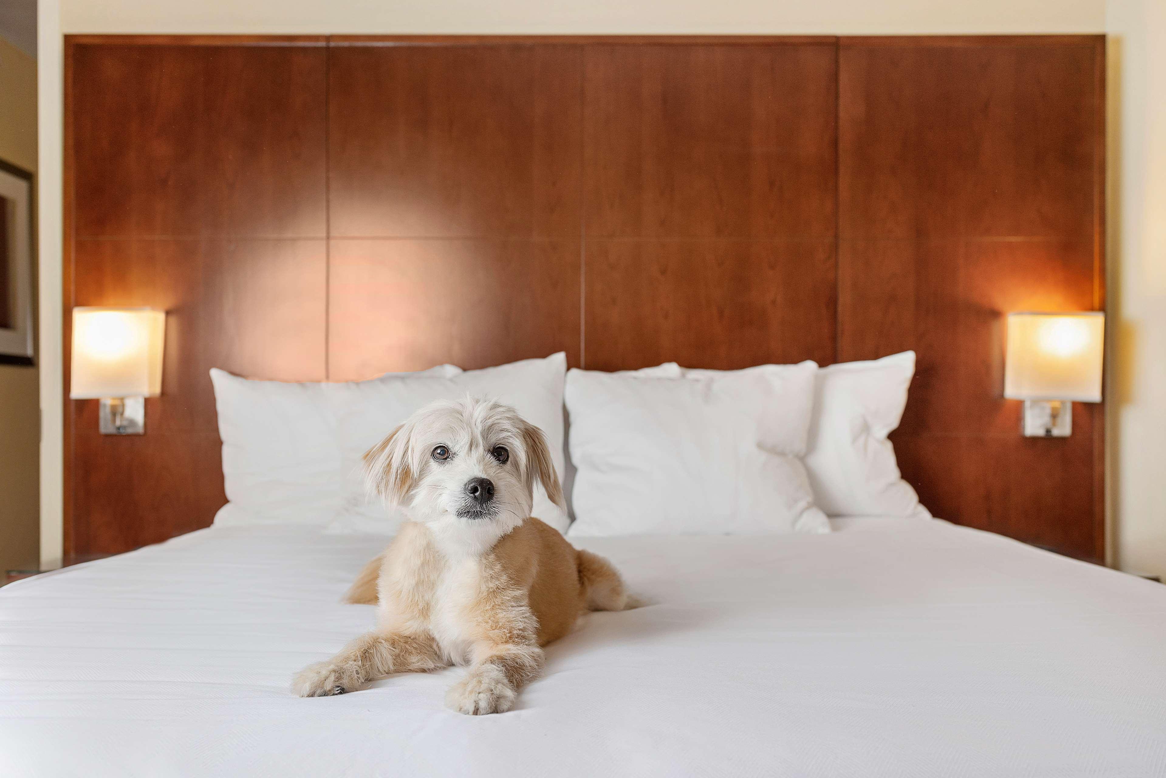 ไฮแอทรีเจนซี ฮิวสตัน Hotel ฮูสตัน ภายนอก รูปภาพ